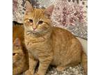 Adopt Sprout a Orange or Red Domestic Shorthair (short coat) cat in