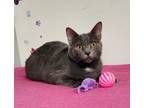 Adopt Fergie a Gray or Blue (Mostly) Domestic Shorthair (short coat) cat in