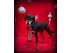 Adopt Tony a Black - with Tan, Yellow or Fawn Doberman Pinscher / Hound (Unknown