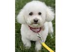 Adopt Bell a Bichon Frise