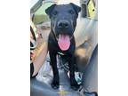 Adopt Hank a Black Shar Pei / Bull Terrier / Mixed dog in Van Nuys