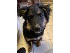 Adopt Luhi a Black - with Brown, Red, Golden, Orange or Chestnut German Shepherd