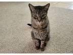 Adopt Leo a Gray, Blue or Silver Tabby American Shorthair / Mixed (short coat)