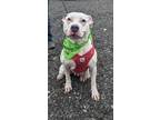 Adopt Medusa a White American Pit Bull Terrier / Mixed dog in Worcester