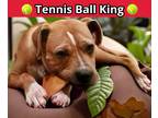 Adopt Django a Tan/Yellow/Fawn Staffordshire Bull Terrier / Labrador Retriever /