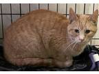 Adopt Roderigo a Orange or Red Domestic Shorthair (short coat) cat in Akron