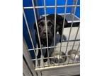 Adopt Mallory a Black Labrador Retriever dog in Whiteville, NC (37694640)