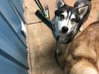 Adopt Annalise a Black - with White Siberian Husky / Husky / Mixed dog in