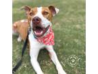 Adopt Louie a Tan/Yellow/Fawn - with White American Pit Bull Terrier / Mixed dog