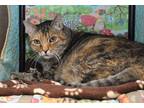 Adopt Liz a Brown Tabby Domestic Shorthair (short coat) cat in Coupeville