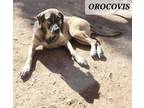 Adopt OROCOVIS a German Shepherd Dog