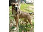 Adopt KELLY a Collie