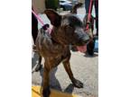 Adopt CHASE a Black Belgian Malinois / Mixed dog in Huntington Beach