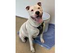 Adopt Paddy a White Terrier (Unknown Type, Small) / Mixed dog in Palm Coast