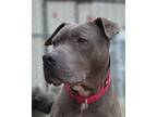 Adopt Wendy a Gray/Silver/Salt & Pepper - with White American Staffordshire