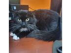 Adopt Stevie a Domestic Short Hair