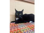 Adopt BeeBee a Domestic Short Hair