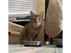 Adopt Cardamom a Tan or Fawn Tabby Domestic Shorthair (short coat) cat in