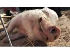 Adopt Simba a Pig (Potbellied) farm-type animal in Kerhonkson, NY (37429894)