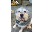 Adopt Dino a Gray/Blue/Silver/Salt & Pepper Portuguese Water Dog / Mixed dog in