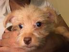 Adopt Catrina a Red/Golden/Orange/Chestnut Norwich Terrier / Mixed dog in Kyle