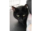 Adopt Dudley a All Black Domestic Shorthair / Domestic Shorthair / Mixed cat in