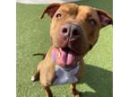 Adopt Altora a American Pit Bull Terrier / Mixed dog in Phoenix, AZ (37793064)