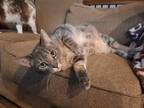 Adopt Aquarius a Domestic Shorthair cat in Twin Falls, ID (37824157)
