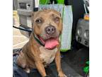Adopt Fargo a Brown/Chocolate Pit Bull Terrier / Mixed dog in Philadelphia