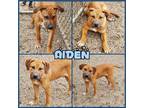Adopt Aiden a Tan/Yellow/Fawn Boxer / Labrador Retriever / Mixed dog in