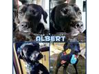 Adopt Albert a Black Boxer / Labrador Retriever / Mixed dog in Culpeper