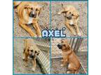 Adopt Axel a Brown/Chocolate Boxer / Labrador Retriever / Mixed dog in Culpeper