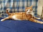Adopt Simba a Orange or Red Tabby Domestic Shorthair (short coat) cat in
