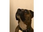 Adopt Odie a Brindle Boxer / Mixed dog in Westminster, CO (37844159)