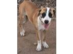 Adopt Lulu a Tan/Yellow/Fawn - with White Hound (Unknown Type) / Beagle / Mixed