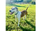 Adopt Judy a Red/Golden/Orange/Chestnut - with White Boxer / Mixed dog in