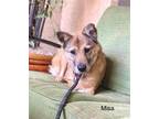 Adopt Misha a Tan/Yellow/Fawn Shiba Inu / Shepherd (Unknown Type) / Mixed dog in