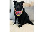 Adopt Kolbi a Black Labrador Retriever / Chow Chow / Mixed dog in Saint Louis