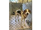 Adopt York a Hound (Unknown Type) / Mixed dog in Mineral, VA (37745536)
