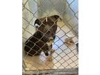 Adopt Bubba a American Pit Bull Terrier / Mixed dog in Mineral, VA (37917148)