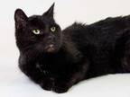 Adopt Keith a All Black Domestic Shorthair / Domestic Shorthair / Mixed cat in