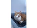 Adopt Ernest a Orange or Red Domestic Shorthair / Mixed Breed (Medium) / Mixed