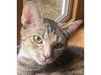 Adopt Chili a Tiger Striped Domestic Shorthair (short coat) cat in Huntley