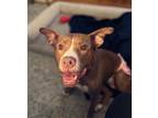 Adopt Cynthia a Red/Golden/Orange/Chestnut - with White American Pit Bull