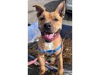 Adopt Duchess a Tan/Yellow/Fawn American Pit Bull Terrier / Mixed dog in