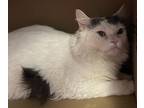 Adopt Marshmallow a White Domestic Mediumhair / Persian / Mixed cat in Windsor