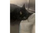 Adopt Vesper a All Black Domestic Shorthair / Mixed (short coat) cat in Geneseo