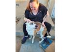 Adopt Buddy a Tricolor (Tan/Brown & Black & White) Boxer / Mixed dog in Yucca