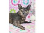 Adopt Calista a Domestic Shorthair / Mixed (short coat) cat in Roanoke