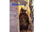 Adopt Blanche a Domestic Shorthair / Mixed (short coat) cat in Cambridge